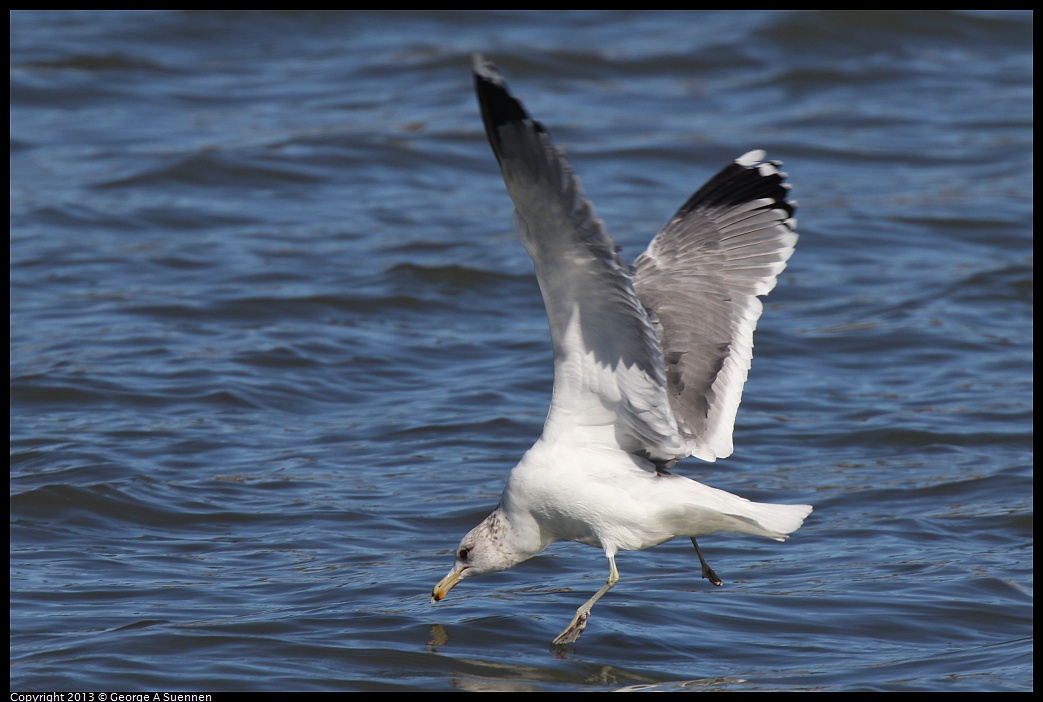 0127-123617-04.jpg - California Gull