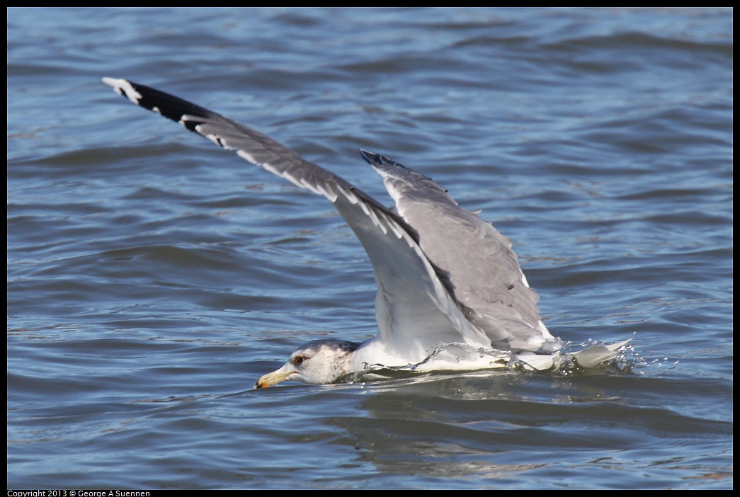 0127-123617-05.jpg - California Gull