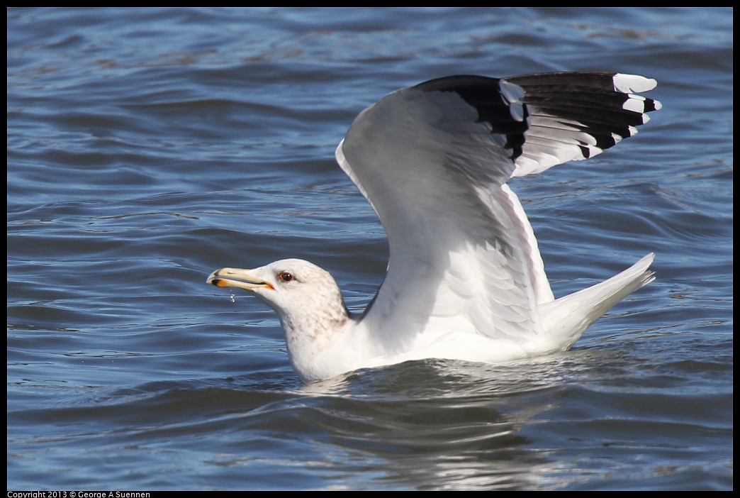 0127-123618-05.jpg - California Gull