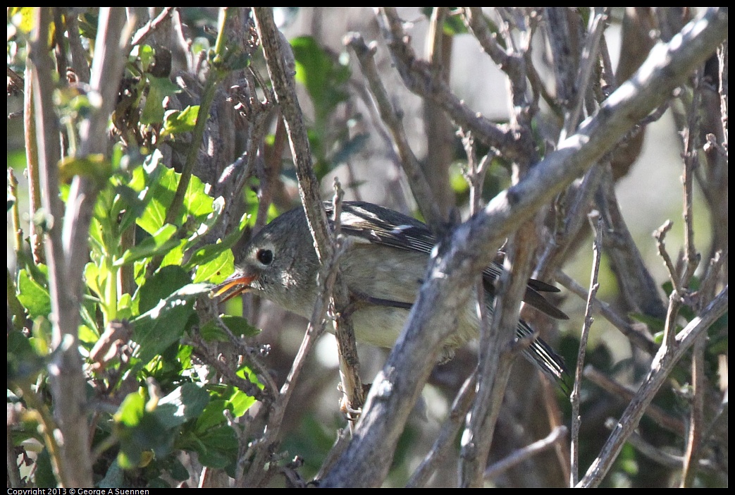 0127-124341-01.jpg - Ruby-crowned Kinglet