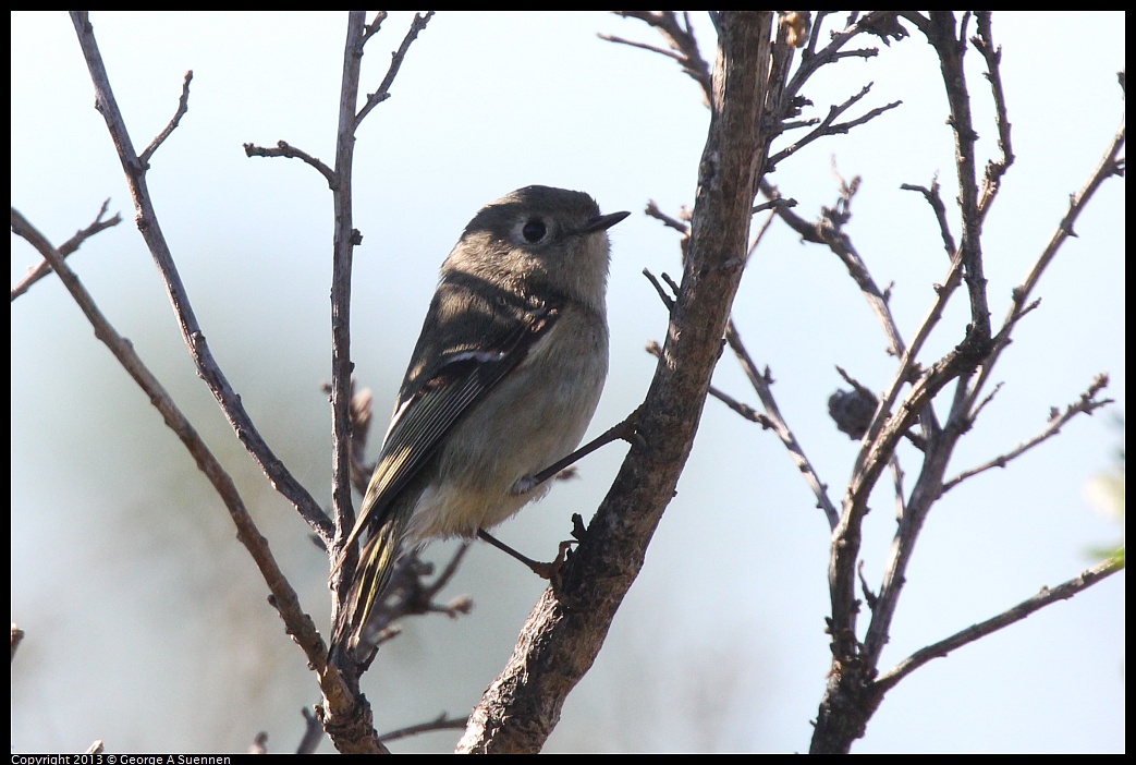 0127-124350-01.jpg - Ruby-crowned Kinglet