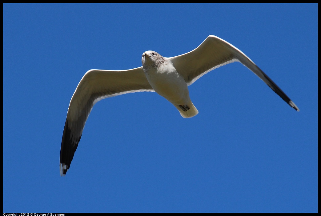 0127-124616-04.jpg - Ring-billed Gull