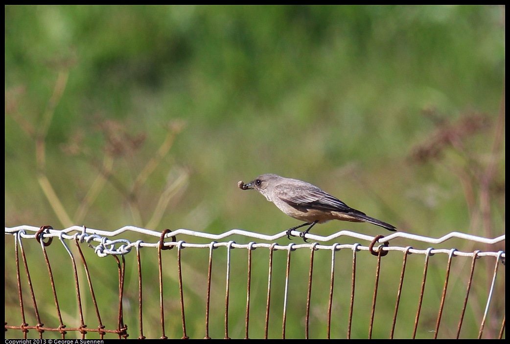 0127-124623-01.jpg - Say's Phoebe