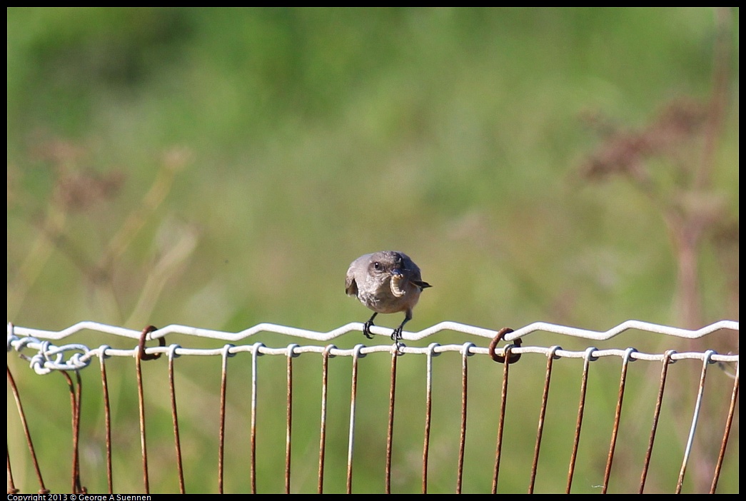 0127-124625-04.jpg - Say's Phoebe