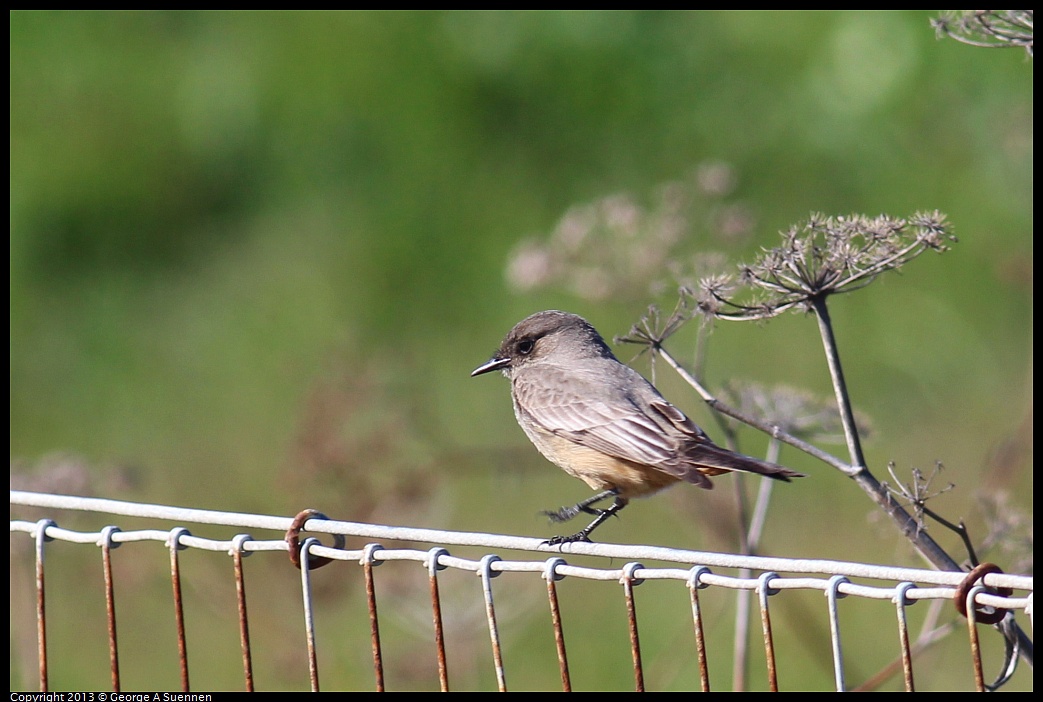 0127-124701-01.jpg - Say's Phoebe