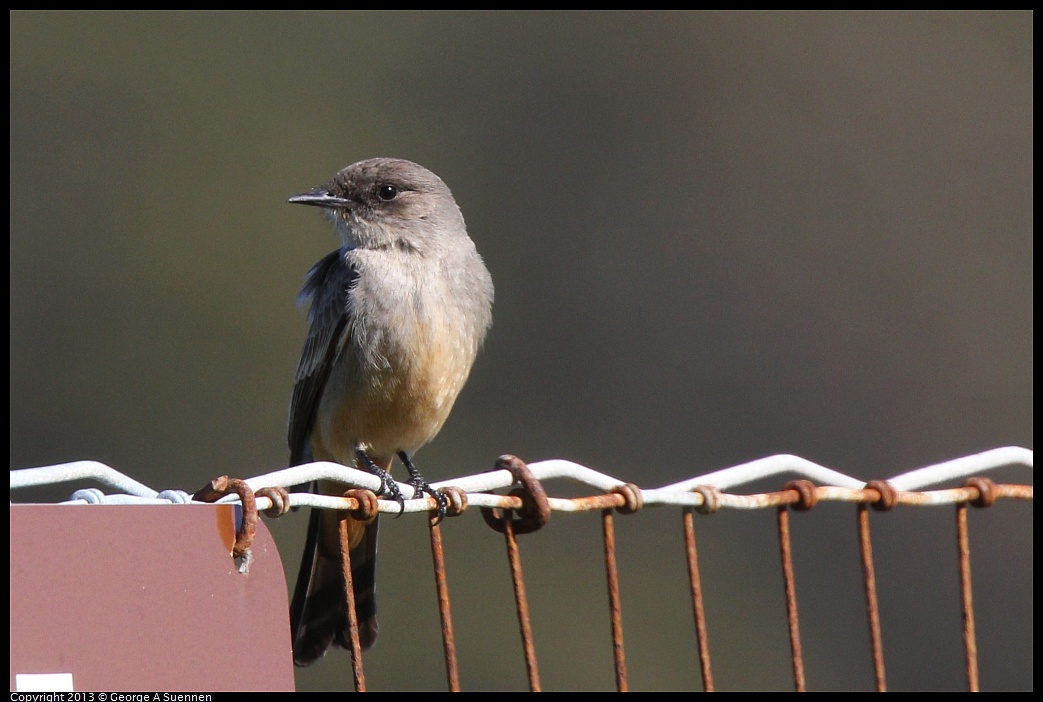 0127-124717-02.jpg - Say's Phoebe