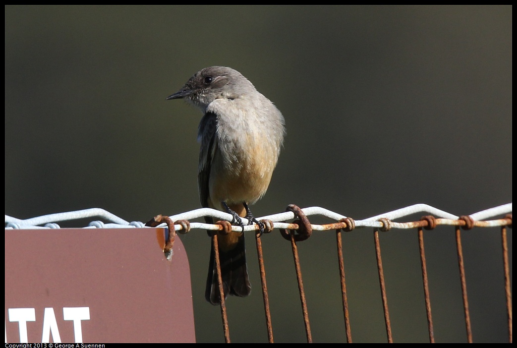 0127-124718-04.jpg - Say's Phoebe