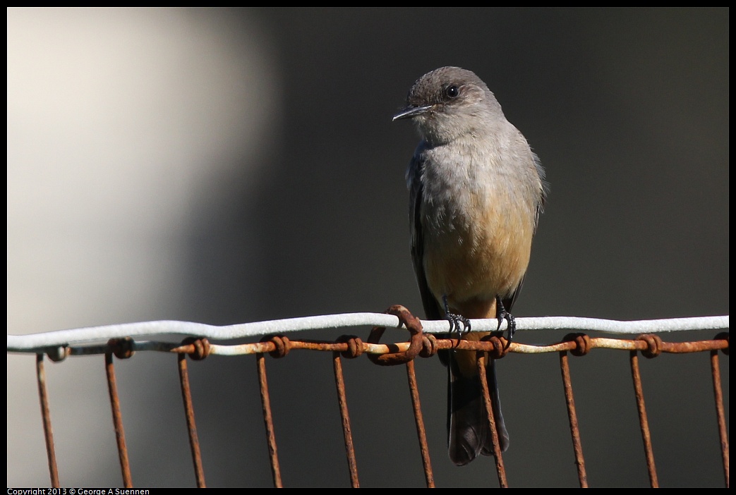 0127-124752-01.jpg - Say's Phoebe