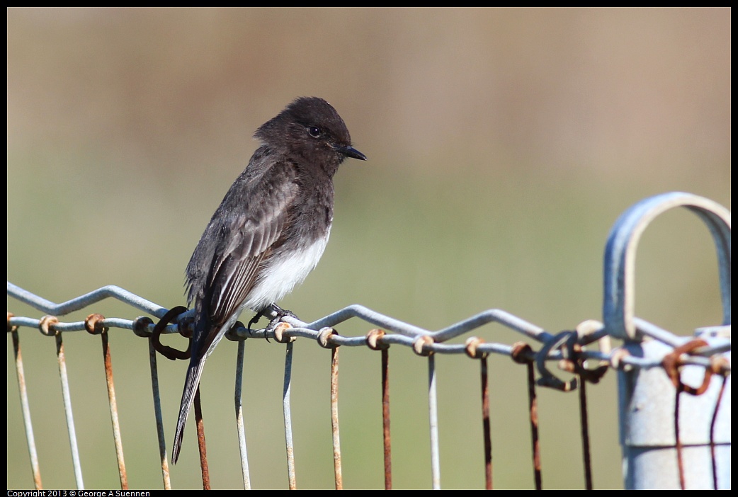 0127-125128-02.jpg - Black Phoebe