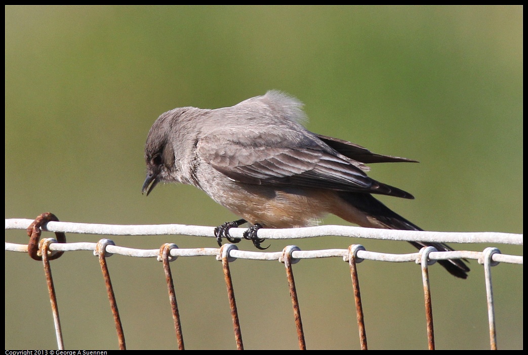 0127-125153-04.jpg - Say's Phoebe