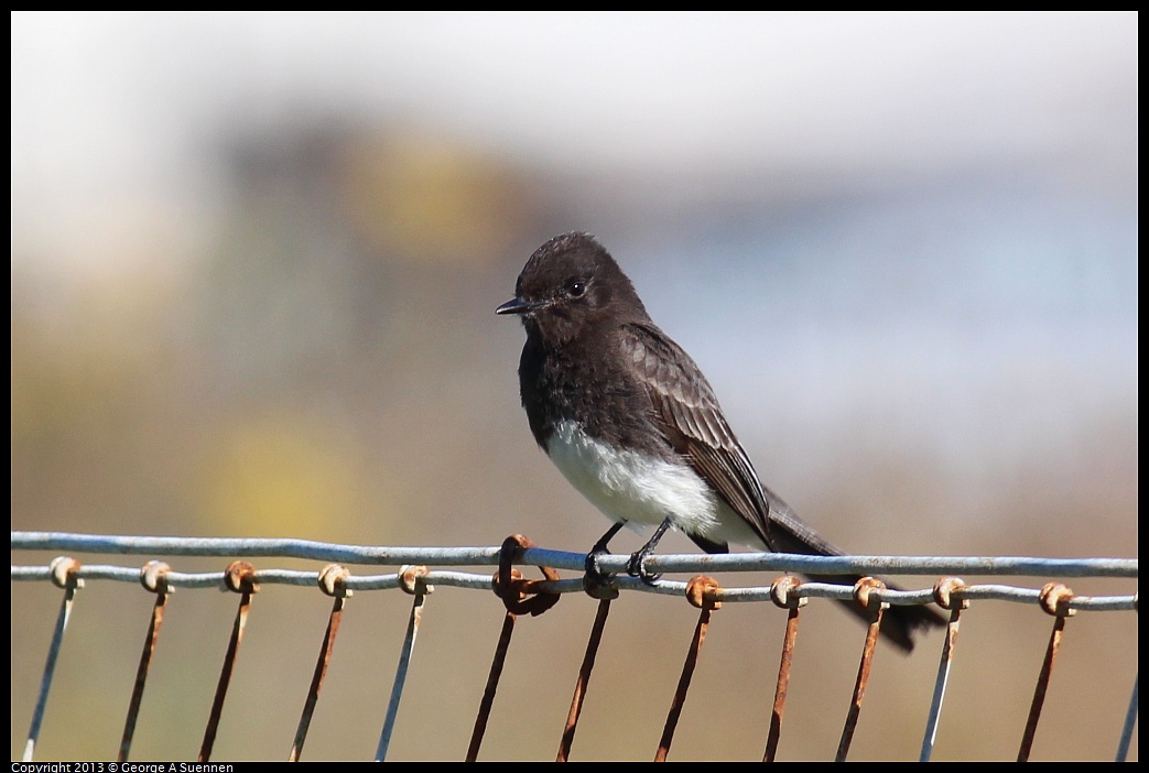 0127-125224-04.jpg - Black Phoebe