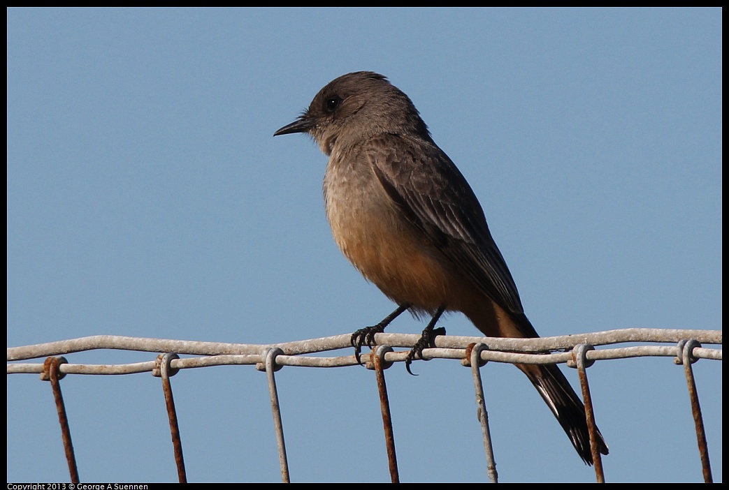 0127-125250-01.jpg - Say's Phoebe