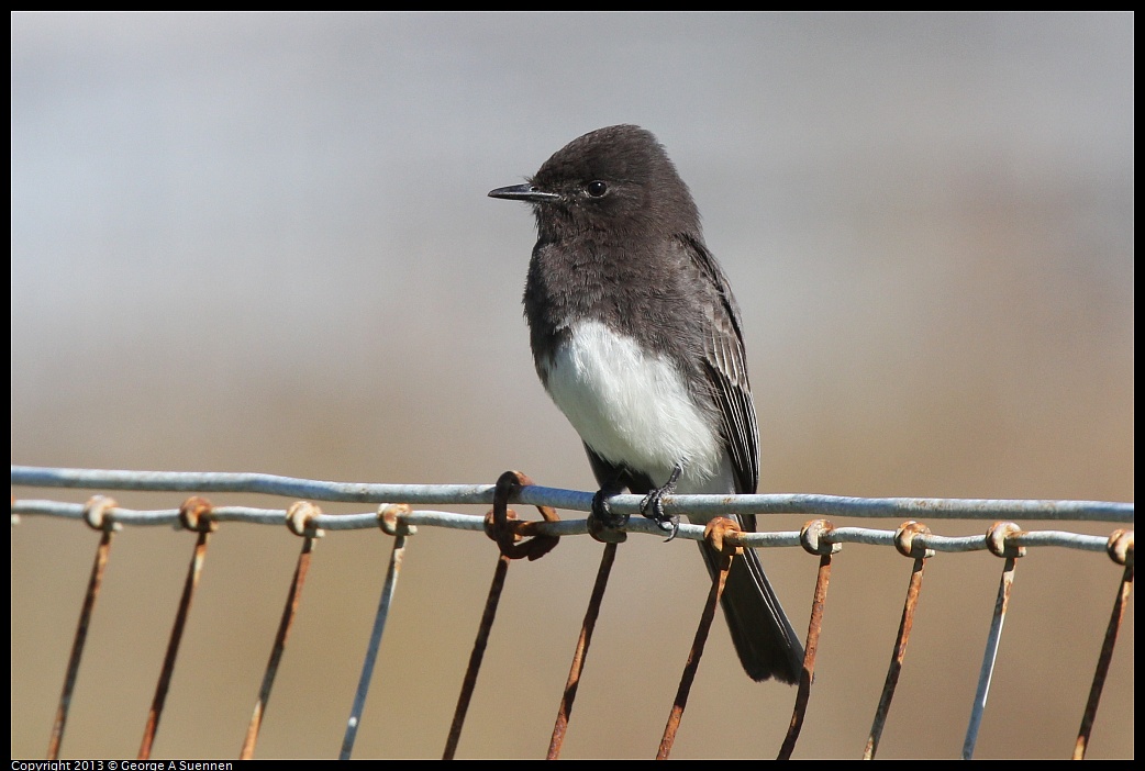 0127-125956-01.jpg - Black Phoebe