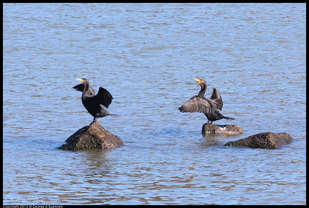 0127-130218-01.jpg - Double-crested Cormorant