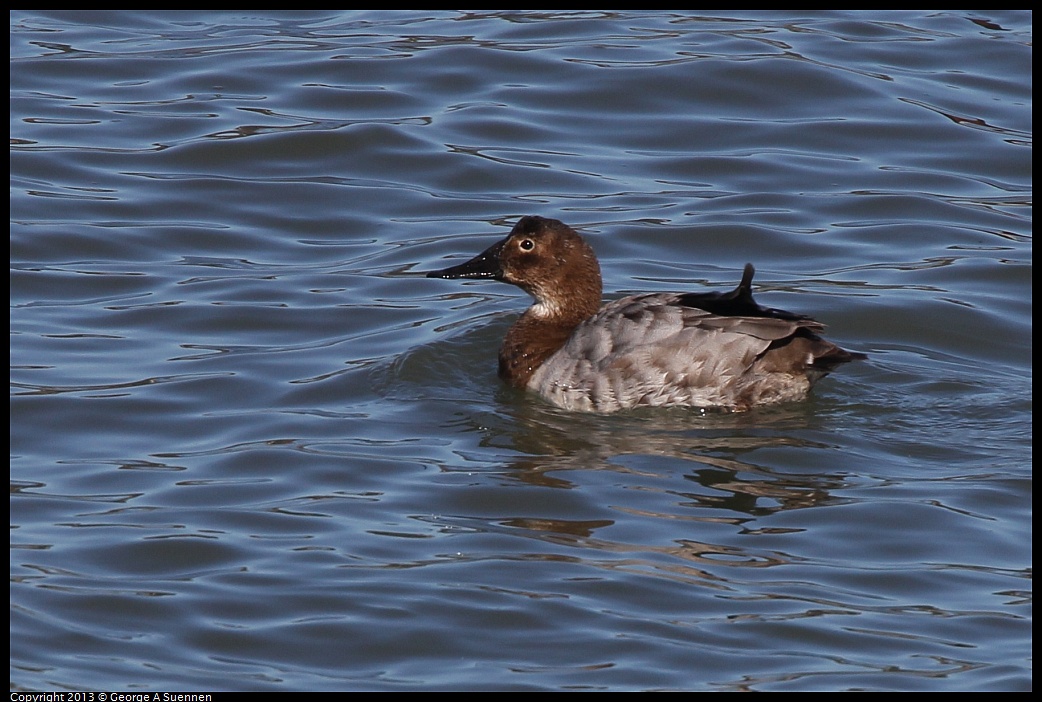 0127-130438-03.jpg - Canvasback