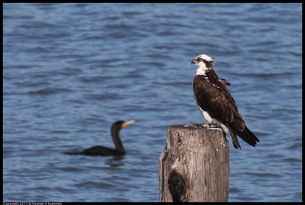 0127-130448-03.jpg - Osprey