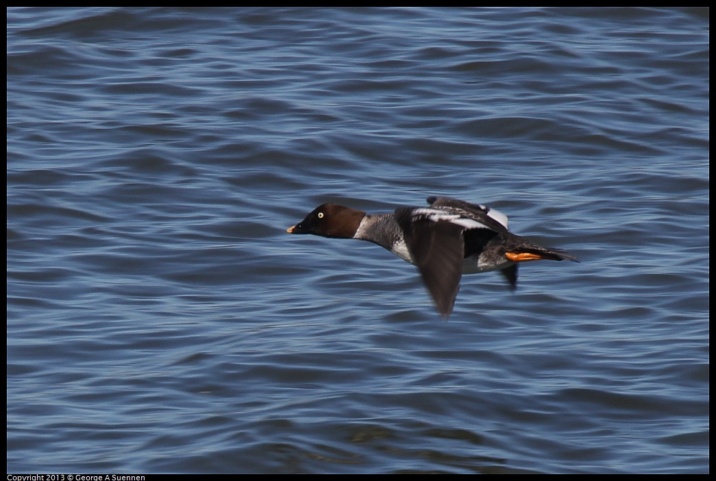 0127-130537-05.jpg - Common Goldeneye