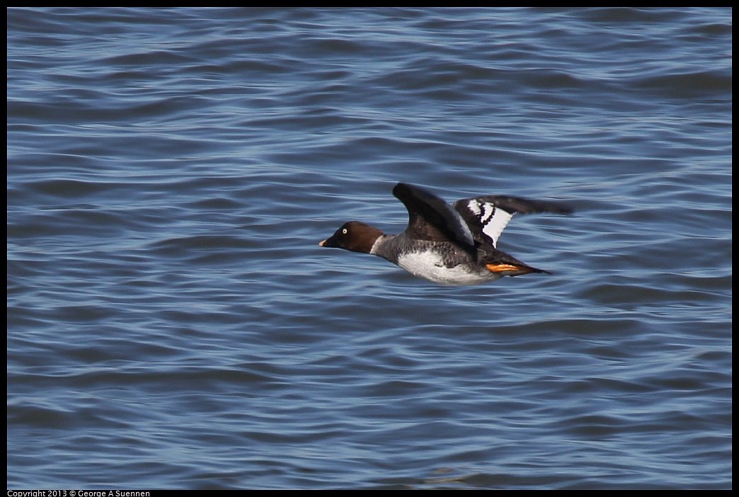 0127-130539-02.jpg - Common Goldeneye