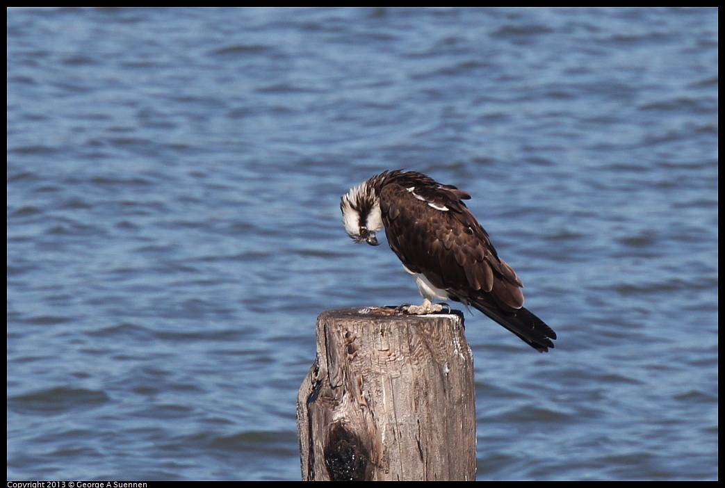 0127-130552-01.jpg - Osprey