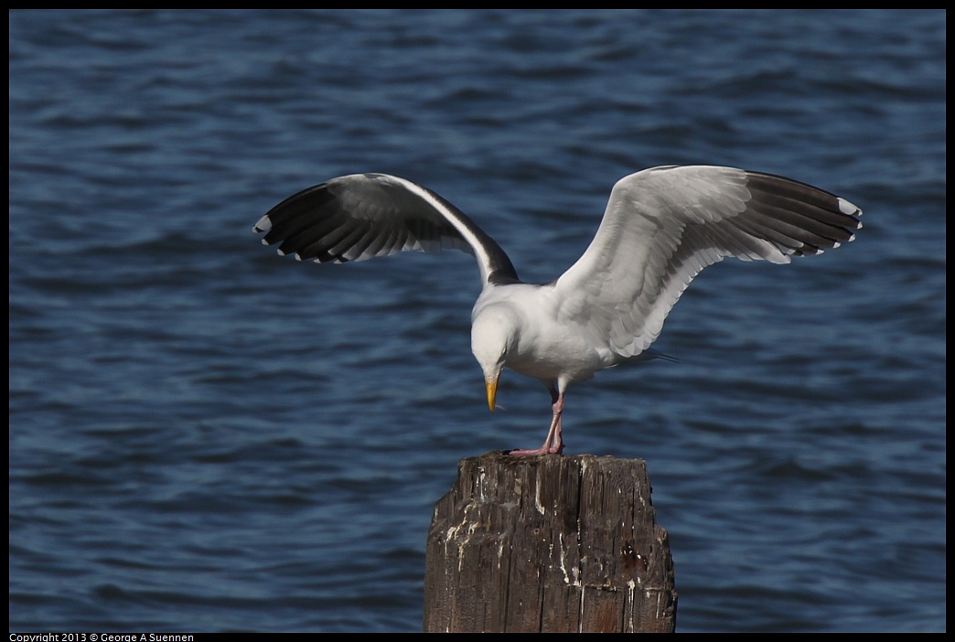 0127-130641-02.jpg - Herring Gull