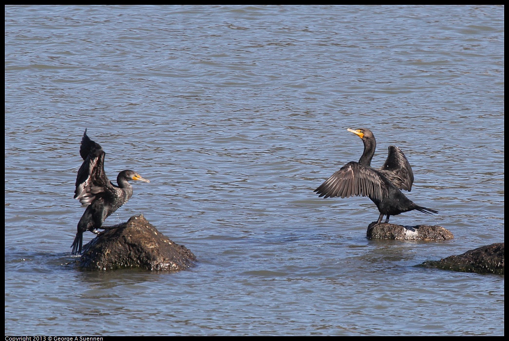 0127-130722-01.jpg - Double-crested Cormorant