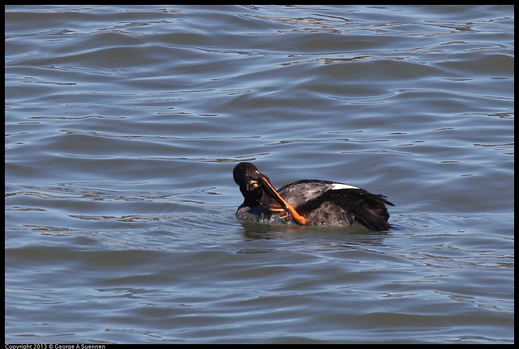 0127-130741-03.jpg - Common Goldeneye