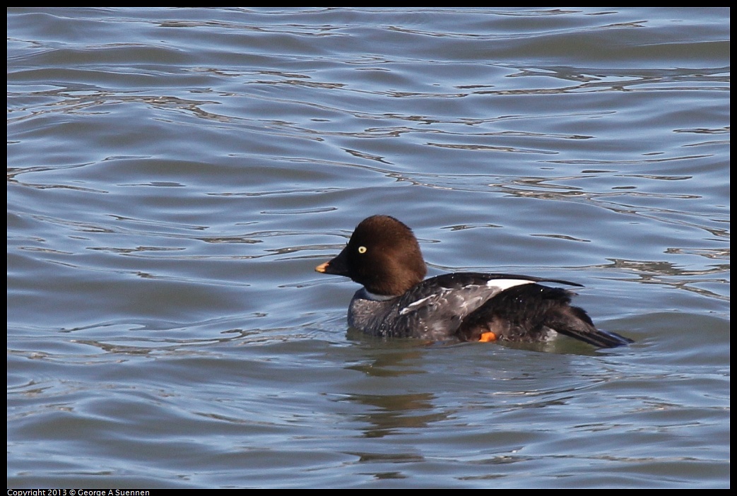 0127-130743-02.jpg - Common Goldeneye