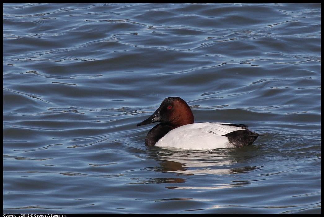 0127-130803-01.jpg - Canvasback