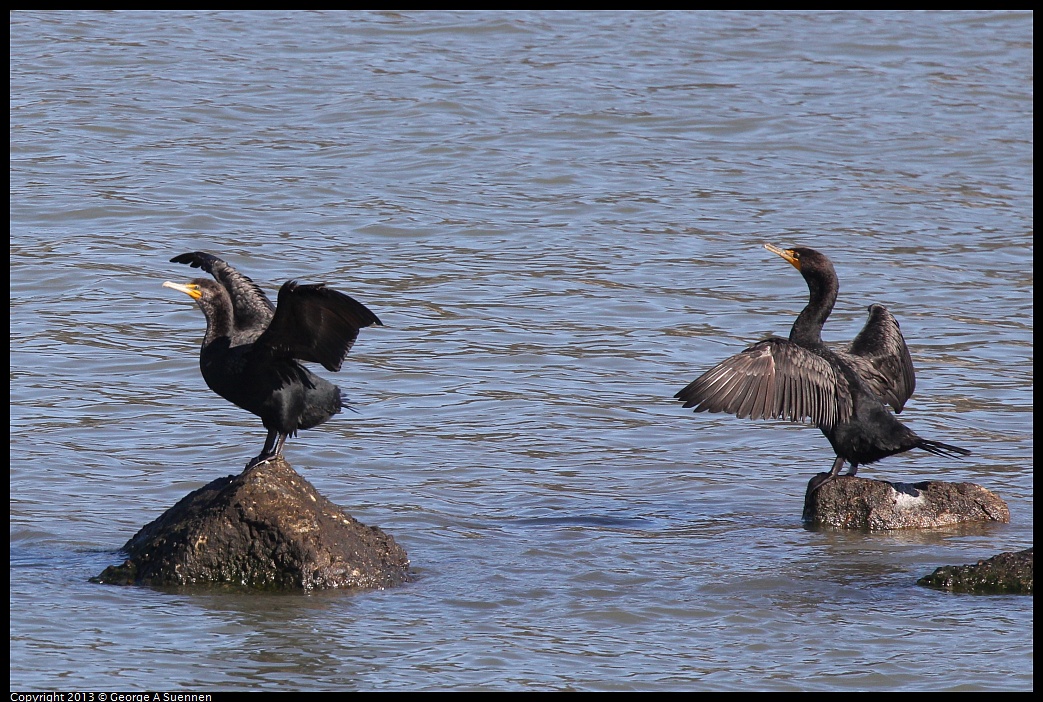 0127-130847-03.jpg - Double-crested Cormorant