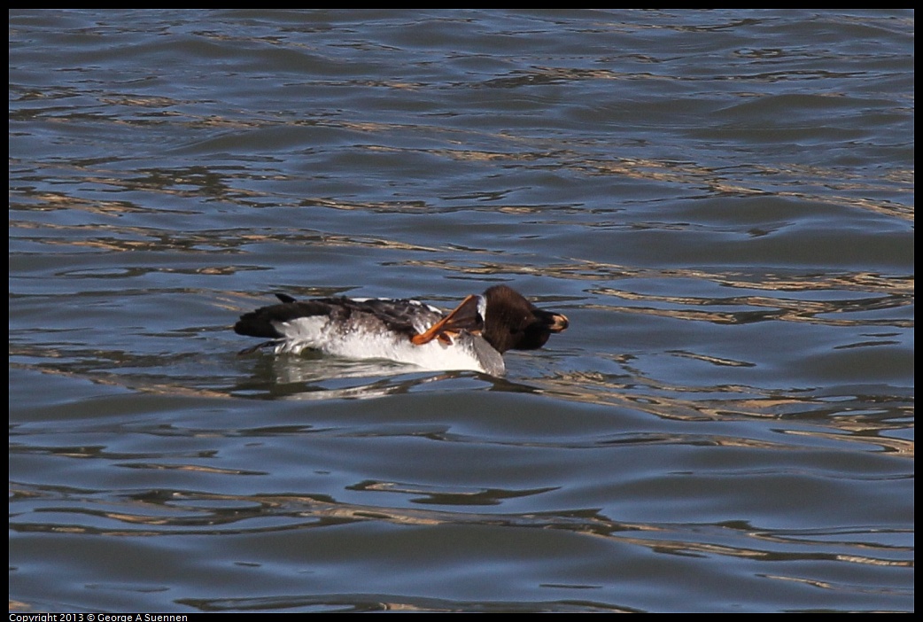 0127-131205-01.jpg - Common Goldeneye