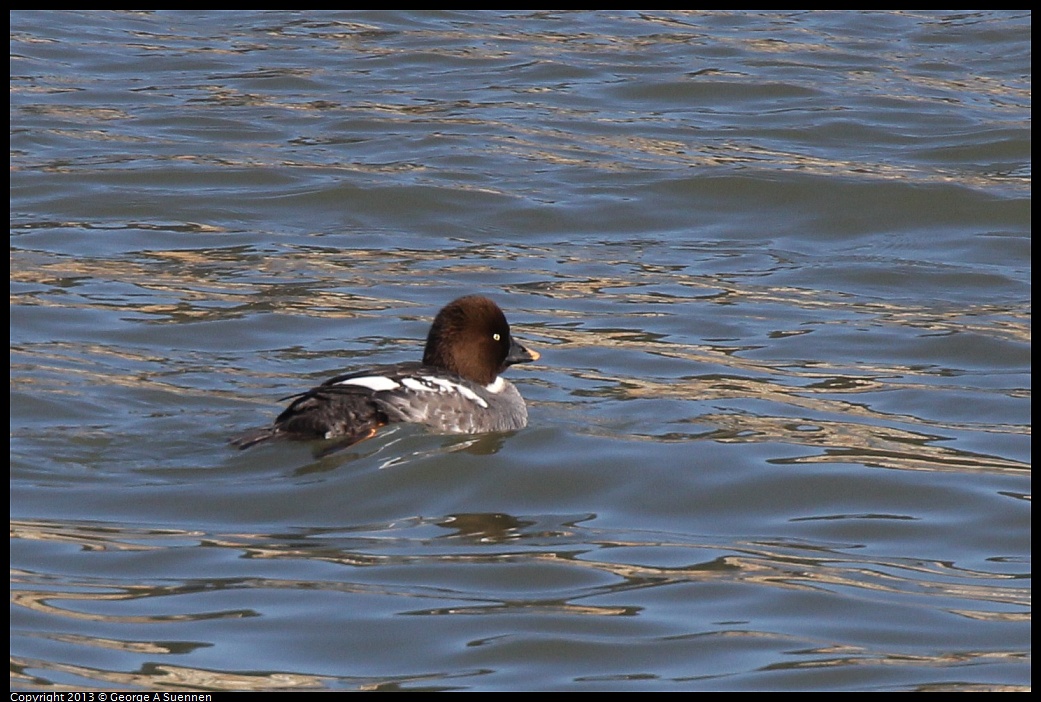 0127-131207-02.jpg - Common Goldeneye