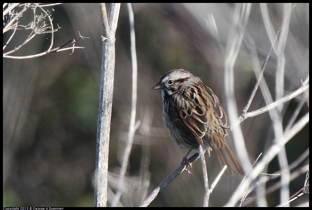 0127-131357-03.jpg - Song Sparrow