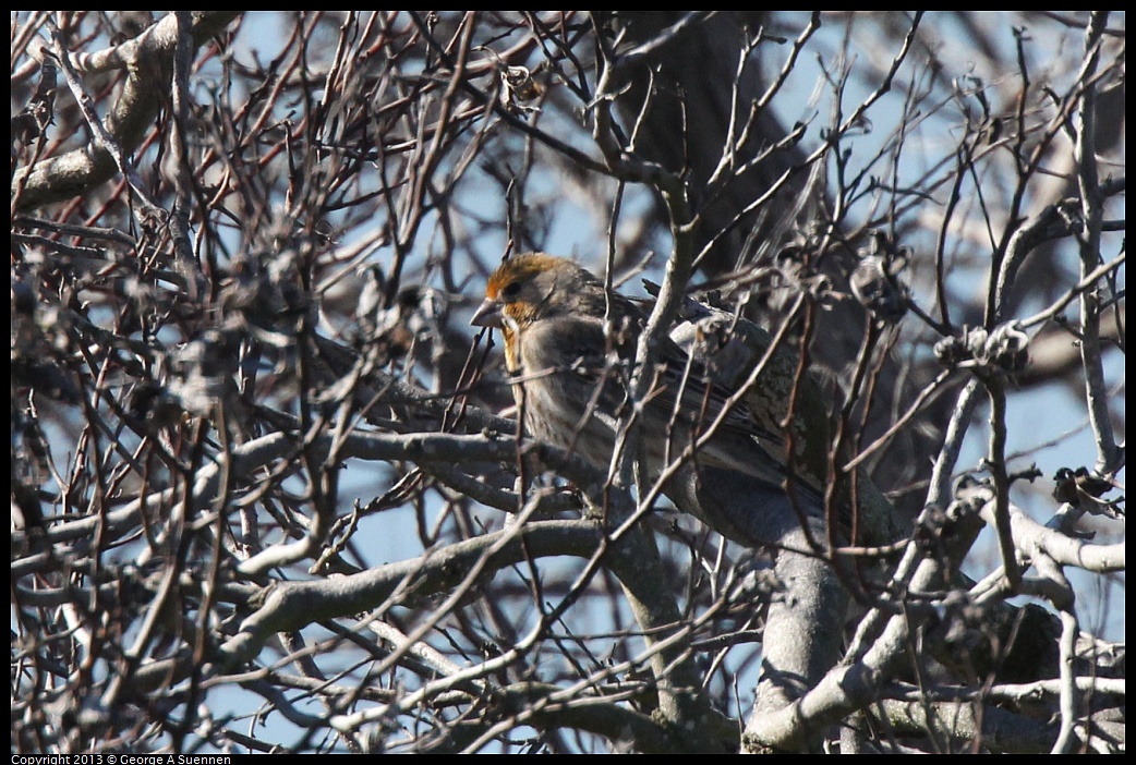 0127-131606-01.jpg - House Finch