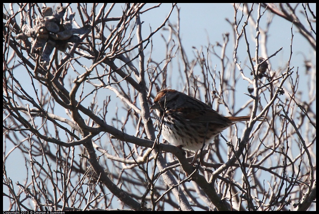 0127-131641-01.jpg - Song Sparrow