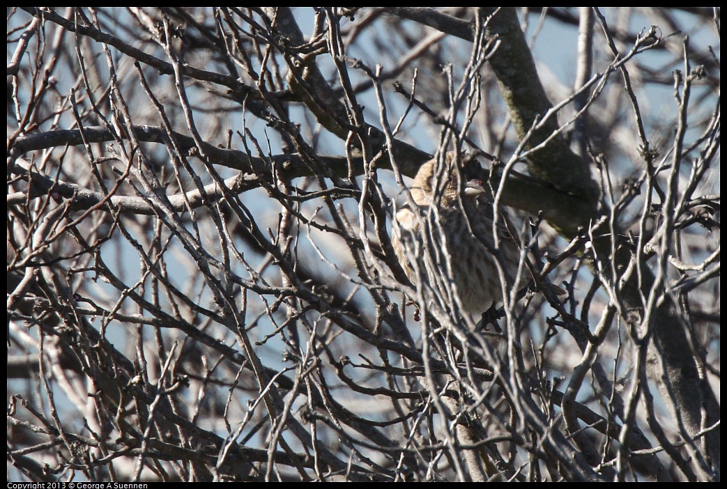 0127-131746-01.jpg - House Finch