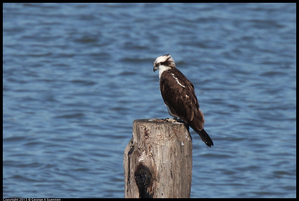 0127-132354-01.jpg - Osprey