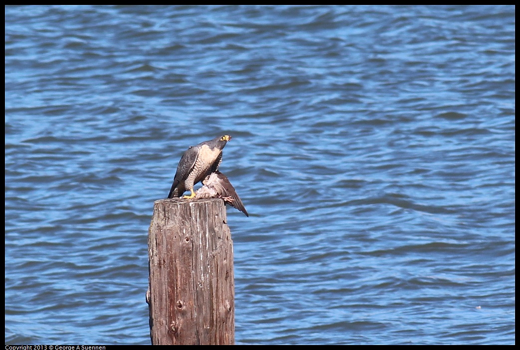 0127-132617-02.jpg - Peregrine Falcon