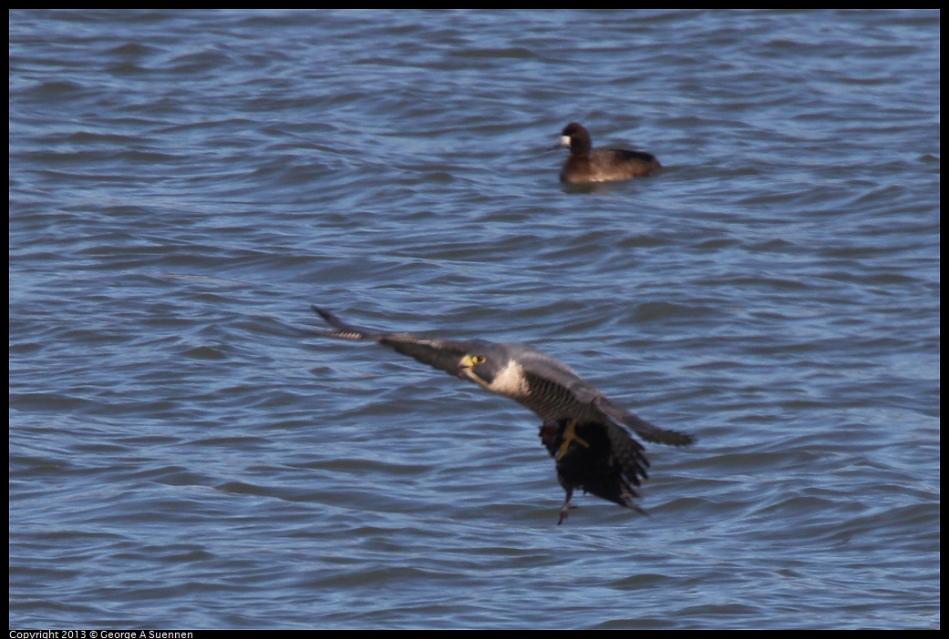 0127-132805-01.jpg - Peregrine Falcon