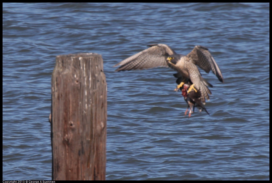 0127-132806-03.jpg - Peregrine Falcon