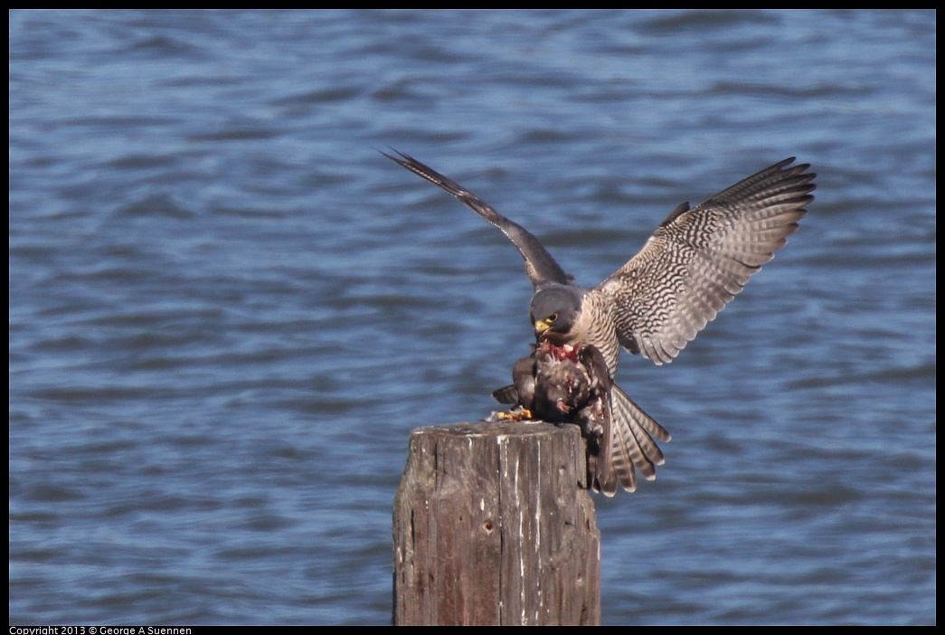 0127-132806-05.jpg - Peregrine Falcon