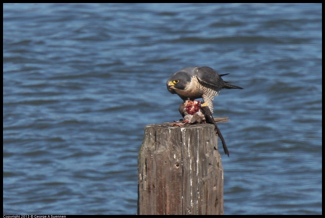 0127-132807-02.jpg - Peregrine Falcon