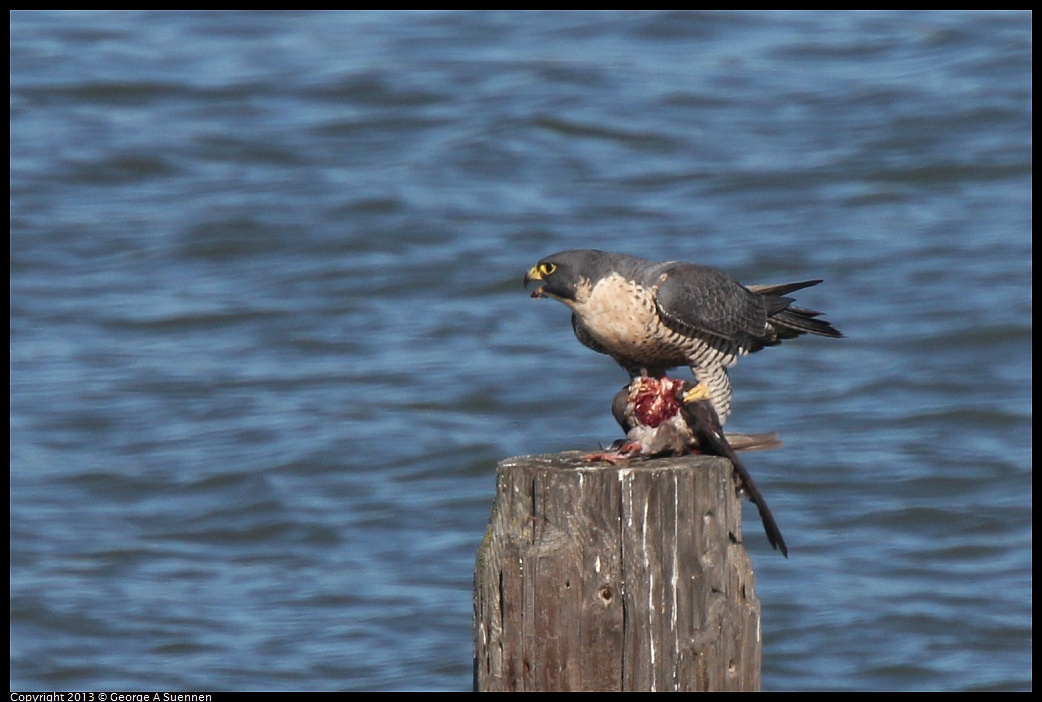 0127-132808-01.jpg - Peregrine Falcon