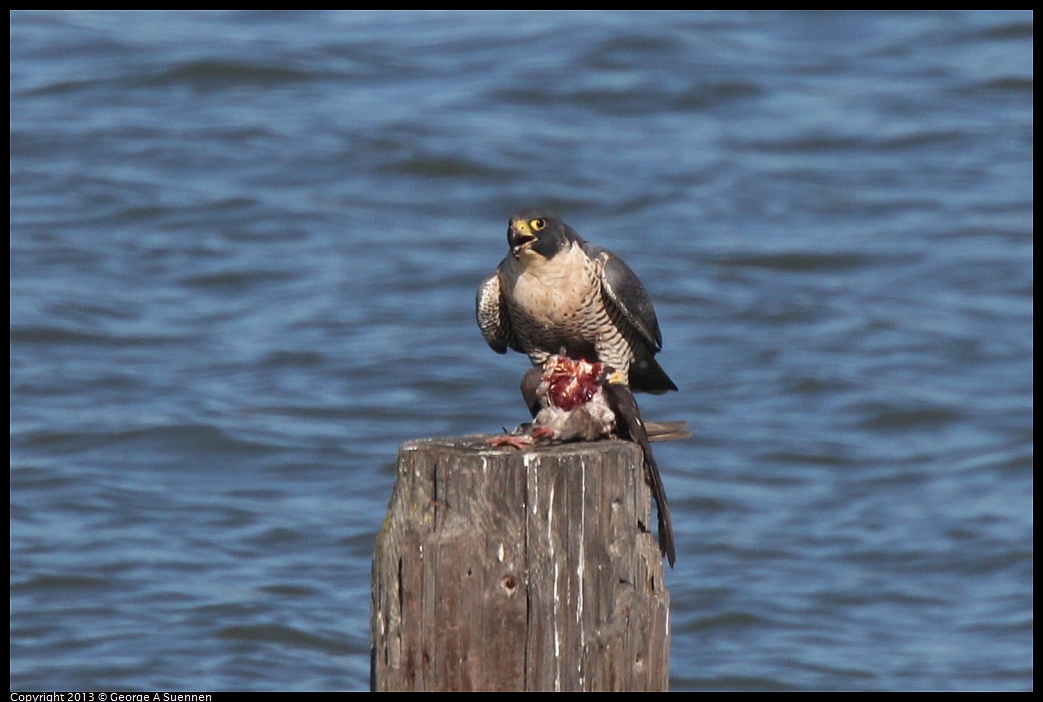 0127-132813-04.jpg - Peregrine Falcon