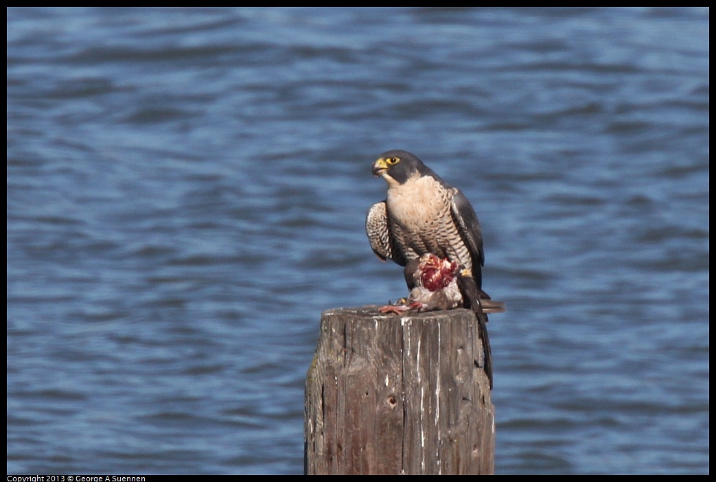 0127-132820-01.jpg - Peregrine Falcon