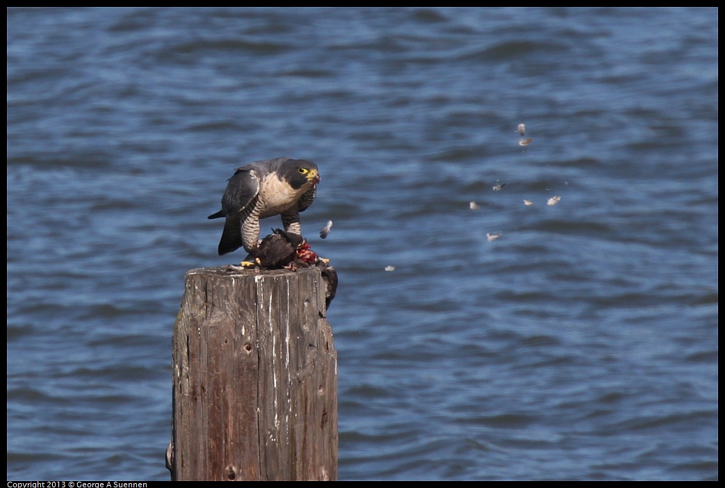 0127-133045-04.jpg - Peregrine Falcon