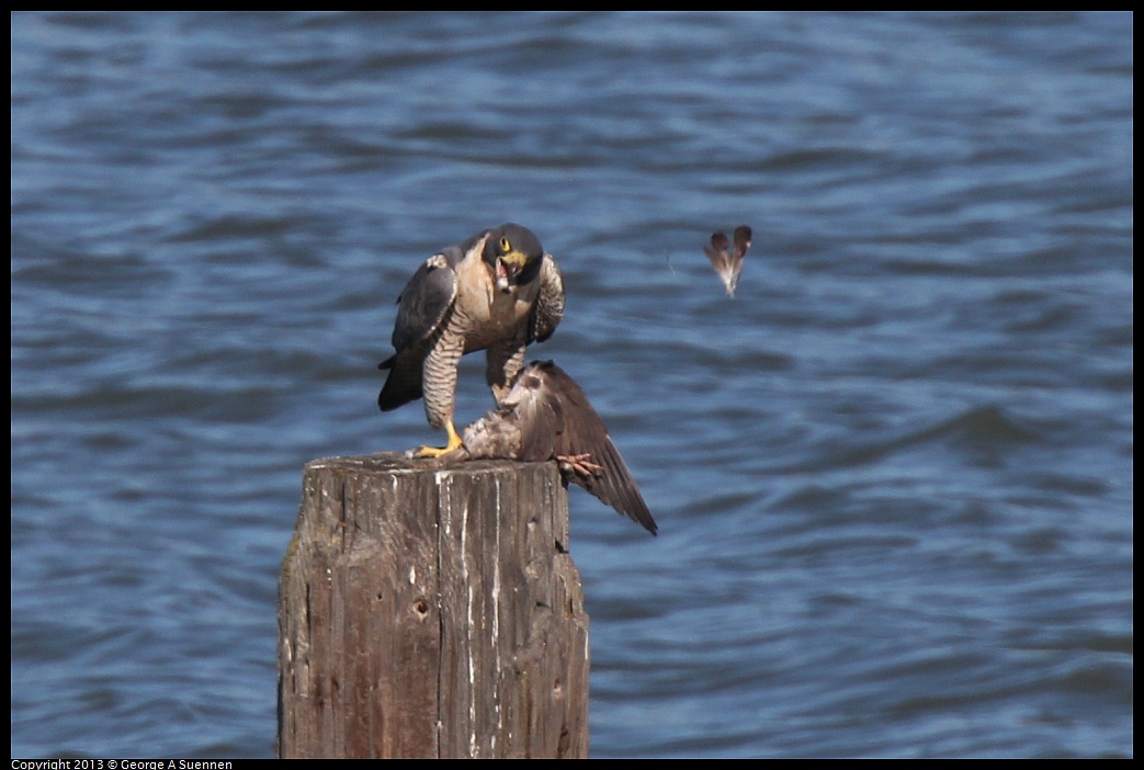 0127-133237-03.jpg - Peregrine Falcon