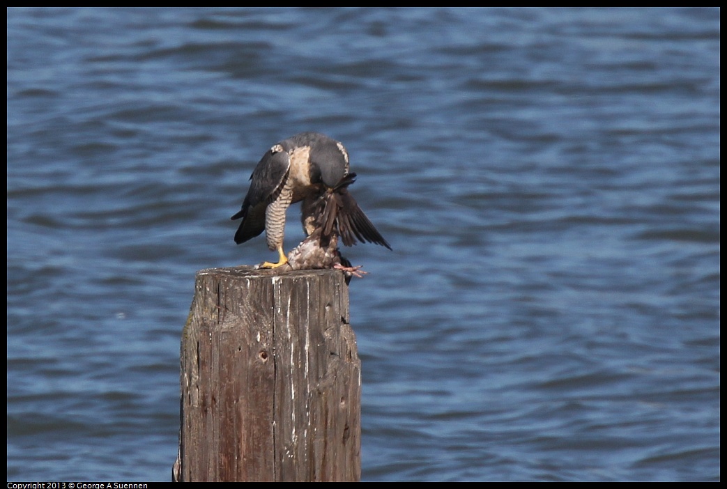 0127-133240-01.jpg - Peregrine Falcon