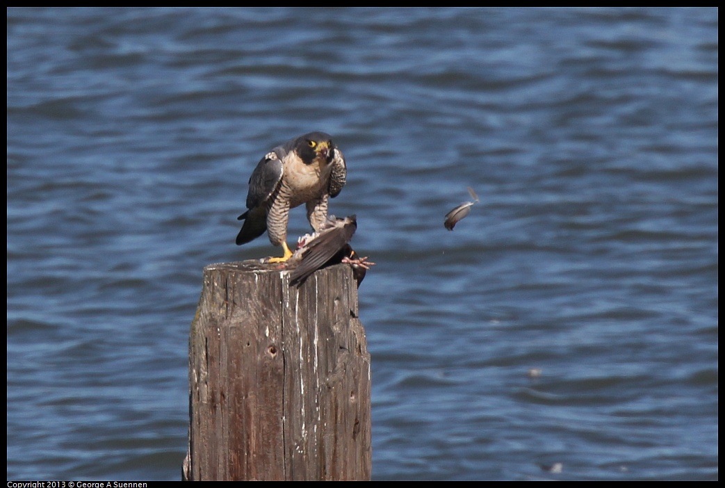 0127-133407-04.jpg - Peregrine Falcon