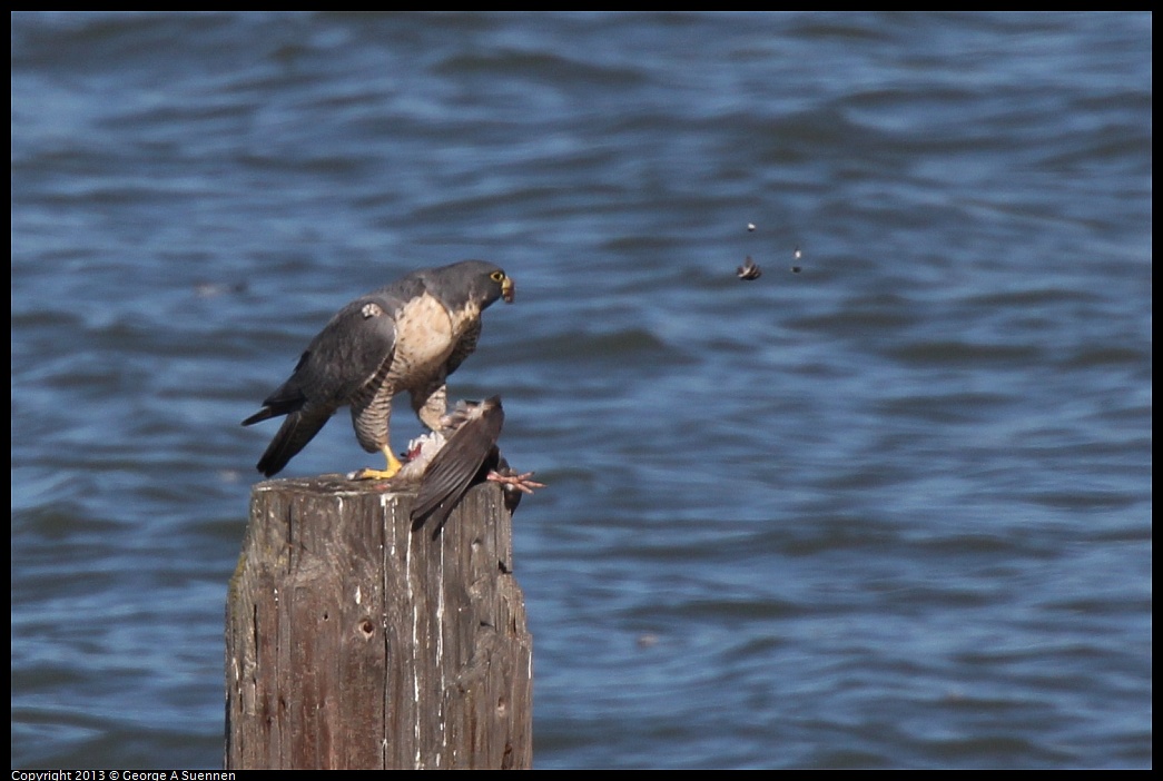 0127-133411-02.jpg - Peregrine Falcon