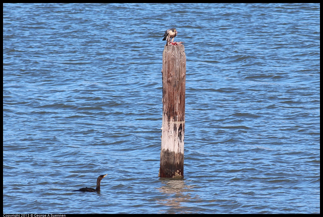 0127-133528-02.jpg - Peregrine Falcon